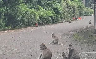 Tawangmangu Sepi Pengunjung, Kumpulan Kera Serbu Warung