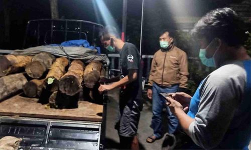 Tutupi Kayu Curian dengan Sekam Untuk Kelabui Polisi, Pembalak Liar di Ponorogo Akhirnya Terciduk Juga