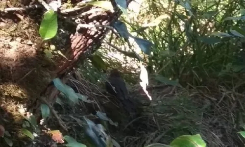 Mitos Burung Jalak di Gunung Lawu, Dipercaya Jelmaan dari Wongso Menggolo