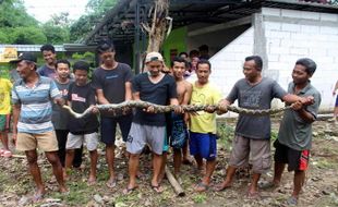 Buka Akses Jalan Baru, Warga Krapyak Sragen Temukan Piton 3 Meter