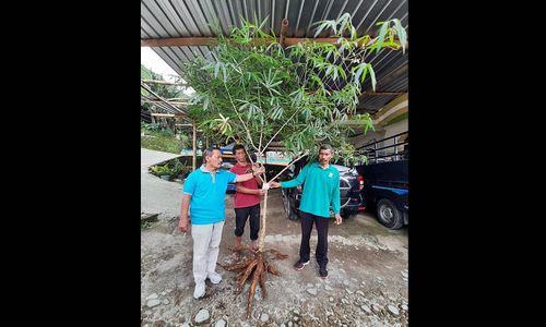 Sah! Singkong Jarak Towo dan Kopi Lawu Jadi Milik Masyarakat Karanganyar