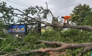 Diterjang Hujan Angin, Sejumlah Pohon di Sukoharjo Tumbang Tutupi Jalan