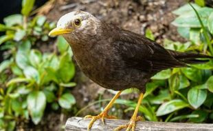 Misteri Burung Jalak Lawu, Jelmaan Pengikut Prabu Brawijaya V?