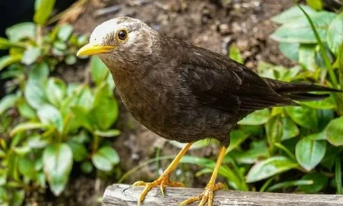 Kampung Jalak di Balik Keindahan Bukti Sidoguro Klaten