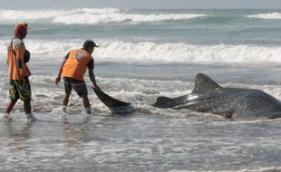 Hewan Laut Terdampar, Pembawa Pesan Khusus dari Laut