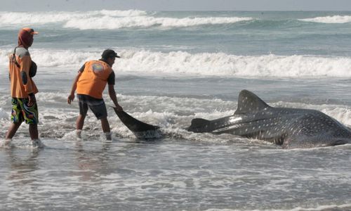 Hewan Laut Terdampar, Pembawa Pesan Khusus dari Laut