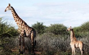 Langka! Dua Jerapah Kerdil Ditemukan di Uganda