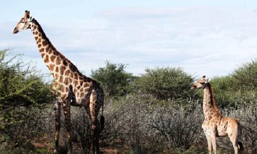 Langka! Dua Jerapah Kerdil Ditemukan di Uganda