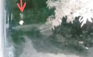 Heboh Pocong Dikejar Anjing, Videonya Terekam CCTV