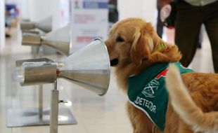 Tak Cuma Thermo Gun, Bandara Ini Pakai Anjing Untuk Deteksi Covid-19