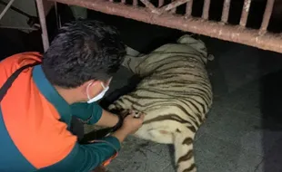 2 Harimau Lepas, Terkam Pawang hingga Tewas