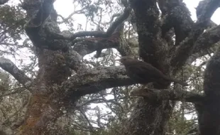 Burung Jalak Lawu Tuntun Penemuan Jasad Manusia di Grojogan Sewu 