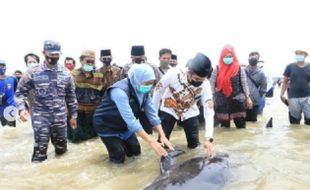 49 Paus Terdampar di Pantai Bangkalan Madura, yang Hidup Cuma 3