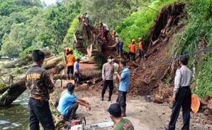 Bruk! Pohon Karet Berusia 100 Tahun di Telaga Ngebel Ponorogo Tumbang Diterpa Hujan