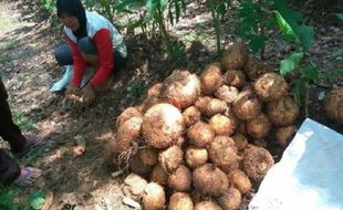 3 Hektare Lahan di Desa Sigit Sragen Disiapkan untuk Tanam Porang, Tapi…