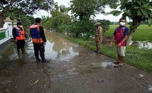 Sungai Bengawan Solo Meluap, 27 Ha Sawah di Masaran Sragen Tergenang