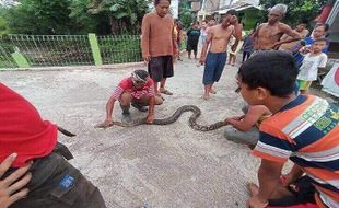 Sering Mangsa Ayam Warga Daleman Karanganyar, Ular Piton Segede Paha Ditangkap