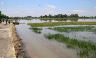 Duh, Seribuan Hektare Sawah di Klaten Terendam Banjir