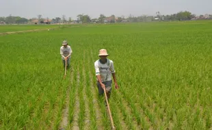 Penerima Kartu Tani Sukoharjo Meningkat 10.000 Orang, Ini Pemicunya