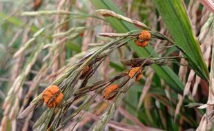 Hama Jamur Oncom Serang Puluhan Hektare Sawah di Madiun