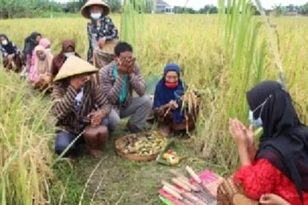 Melacak Jejak Beras Rajalele Delanggu Klaten Kegemaran Raja Surakarta