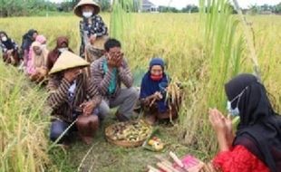 UNS Jadikan Demplot Rajalele Srinuk di Delanggu Wahana Merdeka Belajar