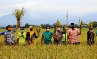 Demi Rajalele Srinuk, 4 Ha Sawah di Delanggu Dikonversi ke Organik