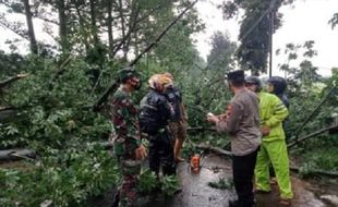 4 Orang Tewas Gara-Gara Pohon Tumbang Timpa Minibus di Pemalang