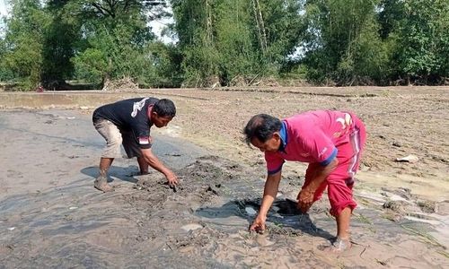 Banjir Bandang di Magetan Rusak Sawah, Kasihan Petani Merugi