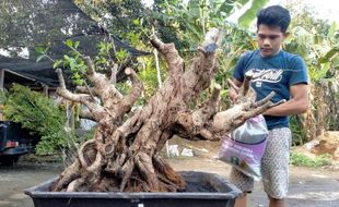 Bakalan Bonsai di Sragen Ramai Diminati Pembeli, Harganya ada yang Rp10 Jutaan