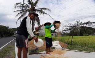 Marak Pencurian Gabah, Warga Trucuk Simpan Hasil Panen di Sini