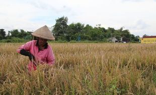 Dukung Program Kementan, Sumenep Miliki Potensi Areal Tanam Baru