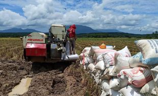 Wow! Sawah IP 400 Sukoharjo Hasilkan 45.422 Ton Gabah dalam 3 Bulan