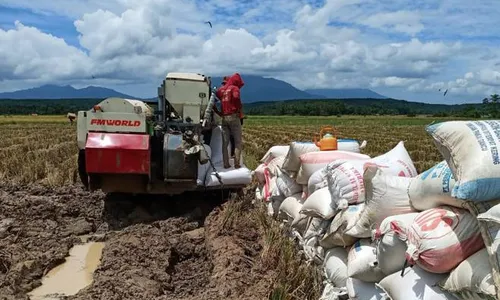 Popmasepi : Indonesia Tak Perlu Impor, Produksi Pertanian Semakin Baik