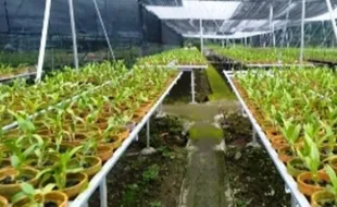 Penggarit Orchids Pemalang Hadirkan Agrowisata Berkonsep Budaya