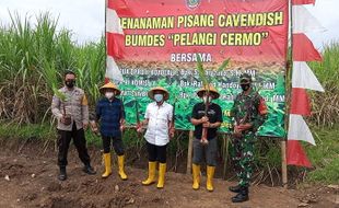 Desa Cermo Boyolali Kembangkan Kebun Pisang Cavendish, Siapkan Lahan 10 Hektare