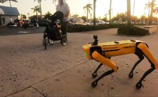 Anjing Robot Diajak Jalan Santai di Tepian Pantai Bikin Warga Penasaran