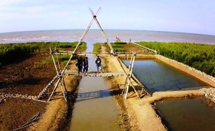 Mangrove Pantai Kertomulyo Jadi Destinasi Wisata Baru di Pati