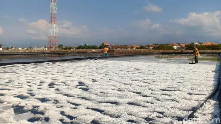 Petani Garam Jepara Gagal Panen akibat Musim Hujan, Produksi Turun 10 Persen