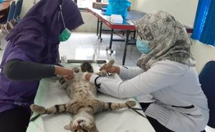 Suka Kawin, Puluhan Kucing Jantan di Madiun Dikebiri