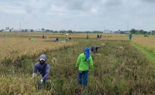 Tenang, Stok Pangan Karanganyar Aman hingga Puasa dan Lebaran 2021