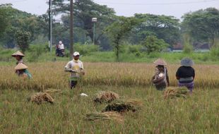 Ironi Petani Klaten di Tengah Melimpahnya Hasil Panen