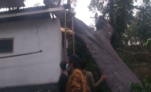 Pohon Raksasa Tumbang Timpa 3 Rumah Di Ceper Klaten, 1 Keluarga Mengungsi