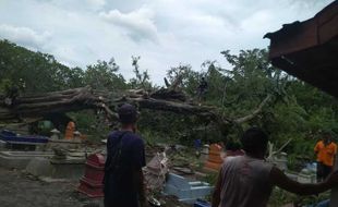 Angin Kencang, Pohon Asam Tumbang Timpa Puluhan Makam Di Joho Sukoharjo