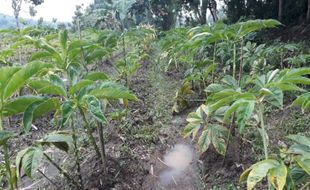 Hasil Panen Porang Petani Gemolong Sragen Sudah Banyak yang Menampung