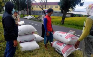 Bulog Akan Serap 15.000 Ton Gabah Petani Karanganyar Rp4.200/Kg, Tetapi Ada Syaratnya