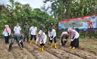 Ribuan Bibit Jagung Ditanam di Lahan Tadah Hujan Rejosari Sukoharjo