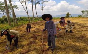 Tak Cuma Porang, Budidaya Koro Pedang Juga Lagi Ngetren di Wonogiri