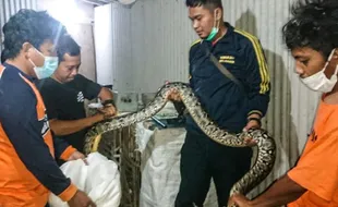 Ular Piton 3 Meter Tertangkap Di Masaran Sragen Sudah Sebulan Menghantui Warga