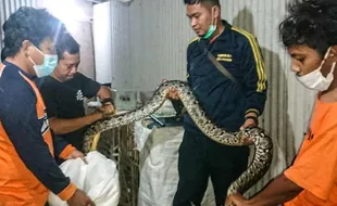 Mangsa 10 Ekor Ayam Milik Warga Sragen, Ular Piton 3 Meter Ditangkap